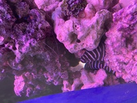2ft zebra moray eel