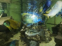 Malawi cichlids various sizes 1inch to 6 inch