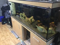 6ft x 2ft x 2ft Aqua One tank