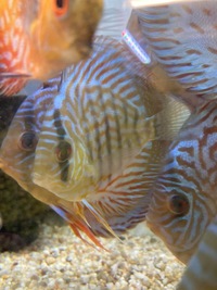 5 inch Blue Turquoise Discus - Symphysodon sp £39.99