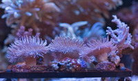 Soft Corals and Frags