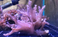 Soft Corals and Frags