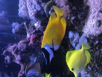 1000L marine tank shutdown