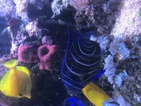 1000L marine tank shutdown