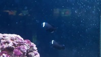 Black Misbar clownfish, pair