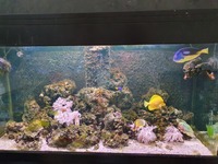 400 L reef fish tank