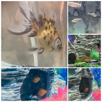 Beautiful Goldfish, Platies and Zebra Danios for sale