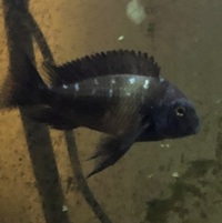 Free Tropheus to good home (Now all gone)
