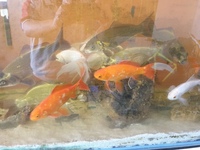 25x 6 inches to 12 inches Golden Carp and long fin goldfish £10 each to clear
