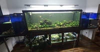 Mahogany wood Aquarium - handmade ( 4 Tanks in 1)