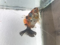Fancy goldfish Bristol shubunkins