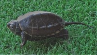 4 week old Reeves Turtle Hatchlings for slae