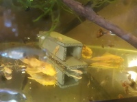 L144 lemon bristlenose from 1 to 3.5 inch £4 - £15