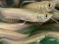 DISCUS, ,DISCUS,,DISCUS , TROPICAL FISH SALES.,,CHESHIRE OAKS DISCUS,DOMESTIC & WILDS. AROWANA, RAYs, L200 pleco