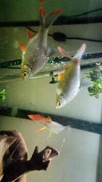 3 large Tinfoil Barbs £40 for 3