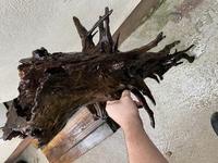 Huge piece of bog wood