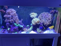 Aqua reef 300 with hydra 52