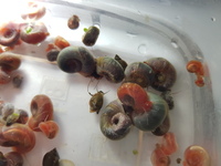 15 asorted colour and sizes ramshorn £10