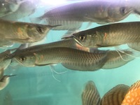 DISCUS, ,DISCUS,,DISCUS , TROPICAL FISH SALES.,,CHESHIRE OAKS DISCUS,DOMESTIC & WILDS. AROWANA, RAYs, L200 pleco