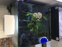 FLUVAL EDGE 50L Planted Tank with Dwarf Puffers and Otto Catfish