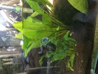 FLUVAL EDGE 50L Planted Tank with Dwarf Puffers and Otto Catfish