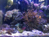 Aqua One Mini Reef Marine Aquarium 120L with corals, anemone and fish.