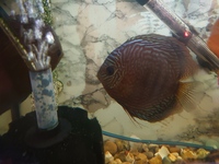 Discus Fish x3, about 4 inches in size