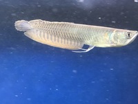 DISCUS, ,DISCUS,,DISCUS , TROPICAL FISH SALES.,,CHESHIRE OAKS DISCUS,DOMESTIC & WILDS. AROWANA, RAYs, L200 pleco