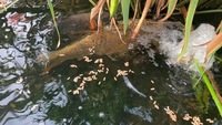 Very large Ghost Carp for sale