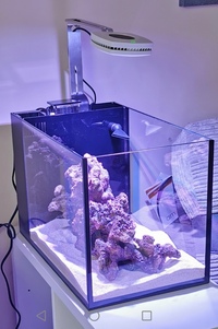Innovative Marine Nuvo 14G Peninsula aquarium with equipment