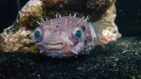 Spiny Box Puffer Fish