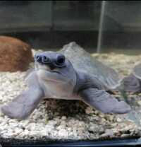 Fly River Turtles For Sale Reliable Outlet 