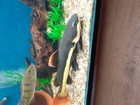 22"+ red tail catfish