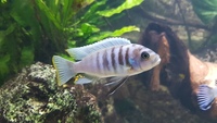24 Mbuna nice fish not hybrids (Sheffield)