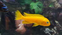 24 Mbuna nice fish not hybrids (Sheffield)