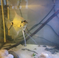 NOW SOLD-Angelfish(breeding pair)-male koi/female zebra for sale in Leeds---ono £25 or make me an offer-must go asap