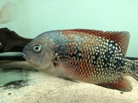 PRICE DROP Breeding pair of Tomocichla asfraci available