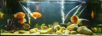severum fish, ranging from 10 to 3 inch