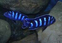 Wet Pets Solihull Have stunning Malawi Juvies for sale some rarer ones and a good size a must see li