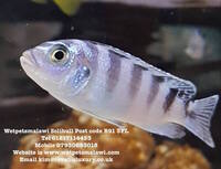 New list below for the 20 x 3-5 cm Mbuna for £65 or 10 of the fish listed below for just £40.00.