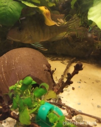 SOLD-Geophagus red head Tapajos pair 5inch in Leeds--ono £50
