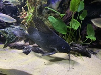 Looking to rehome my Tropical fish including a stunning L190 Royal Pleco