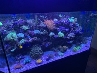Complete Reef Aquarium Sale