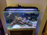 Cheap Fluval M60 with fish