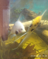 NOW SOLD---Breeding pair of Angelfish (5 inch) male yellow Koi/female white koi--ono £30 or make me an offer-in Leeds