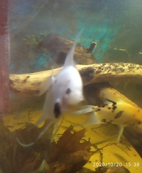 NOW SOLD---Breeding pair of Angelfish (5 inch) male yellow Koi/female white koi--ono £30 or make me an offer-in Leeds