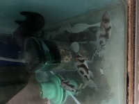 Wet Pets Solihull - For sale x 5 Cyphotilapia black widow frontosa 7 to 9 cm