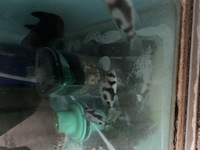 Wet Pets Solihull - For sale x 5 Cyphotilapia black widow frontosa 7 to 9 cm