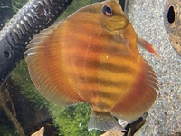 Grown on discus