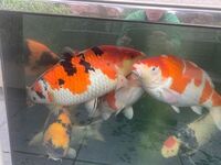 Moving house and selling koi plus all equipment